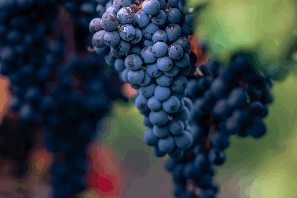 Wine & Sightseeing Tours in Elmira